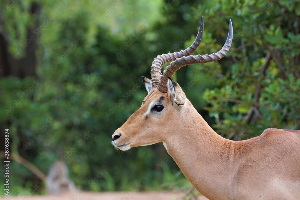 African antelope Impala with long horns portrait African antelope Impala with long horns portrait