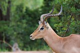 African antelope Impala with long horns portrait