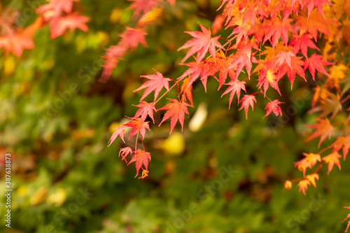 Diversit  t - Farbenvielfalt im Herbst