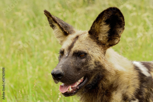 Hyena dog wild dog africa portrait