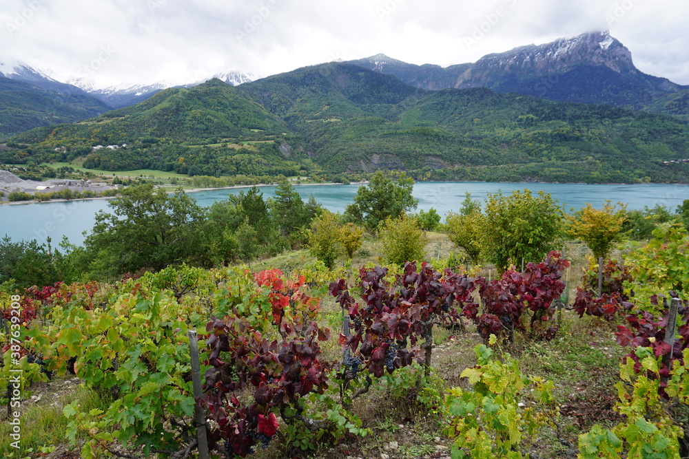 vineyard by Serre Ponçon lake, France in the fall