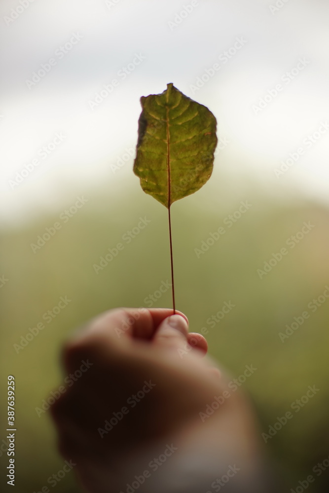 Dry green leaf in female fingers on natural blurred background. Dry green leaf in female fingers on natural blurred background.