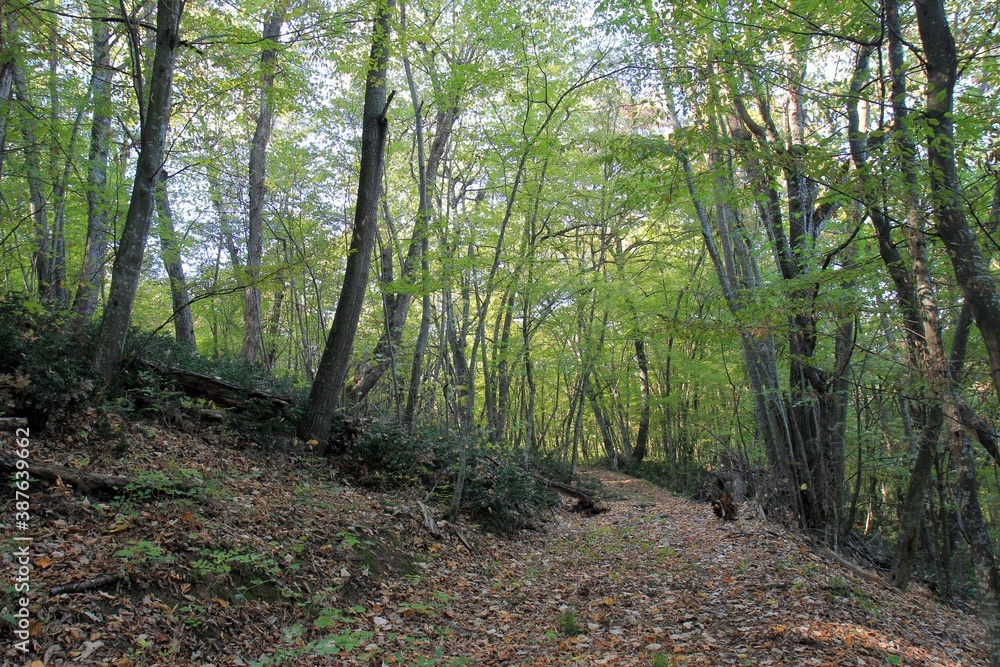 Early autumn in a mountain forest in Bulgaria Early autumn in a mountain forest in Bulgaria