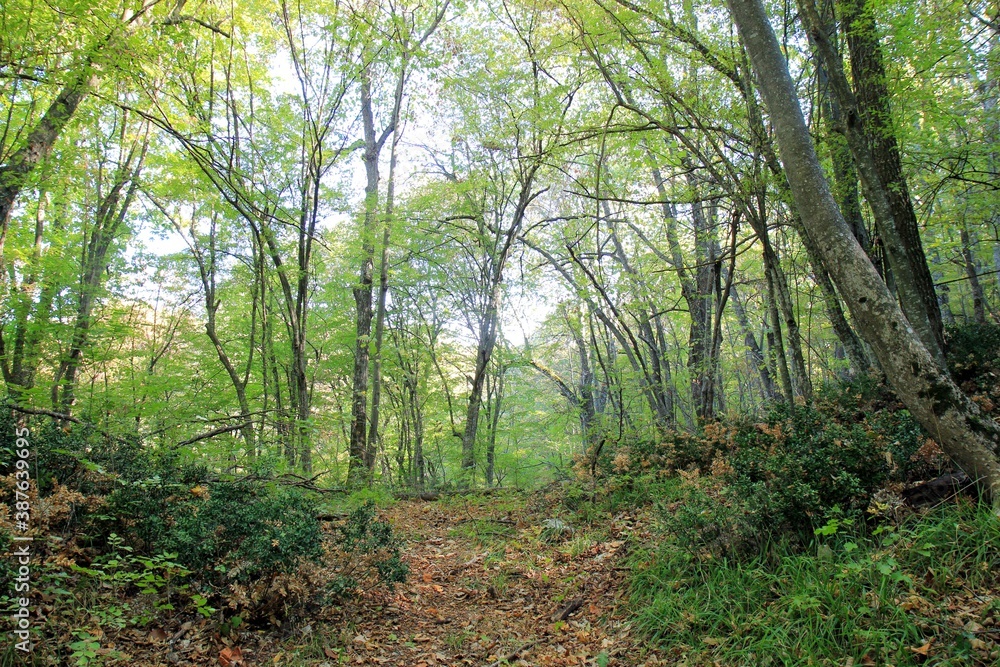 Obraz premium Early autumn in a mountain forest in Bulgaria