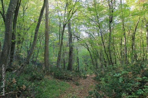 Early autumn in a mountain forest in Bulgaria