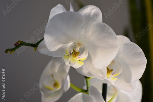 The Phalaenopsis flowers are striking in their tenderness.