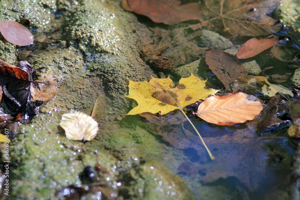 Yellow autumn leaves in the water