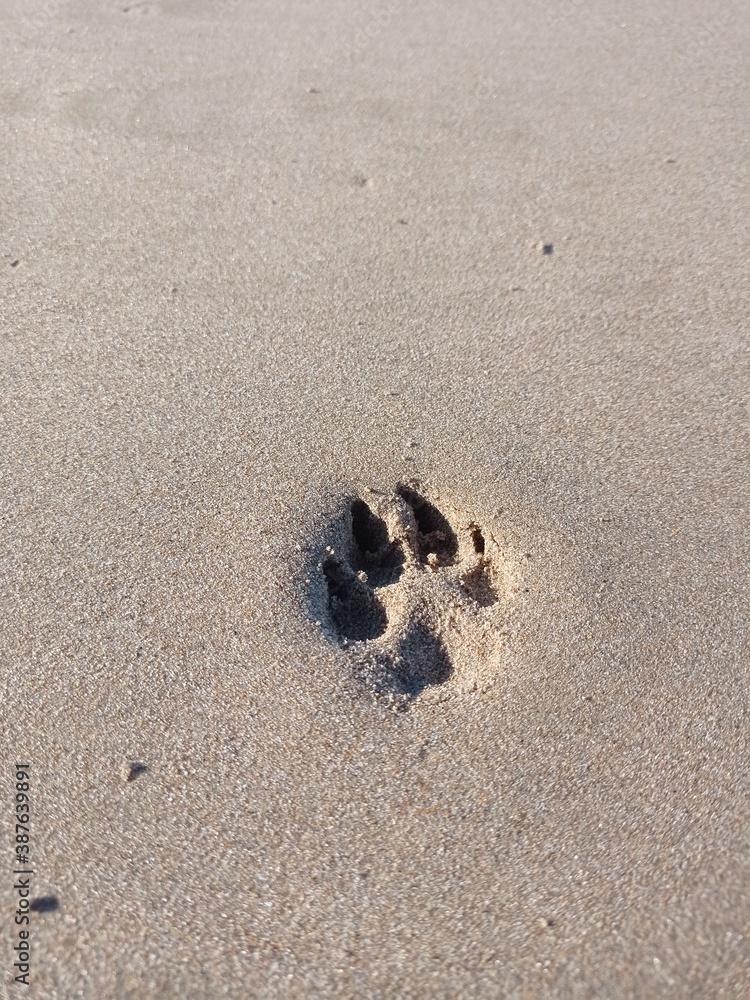 La huella de ese perro que disfruta del frescor de la arena en las últimas horas de la tarde La huella de ese perro que disfruta del frescor de la arena en las últimas horas de la tarde