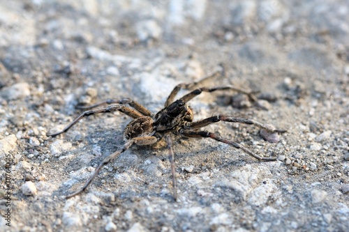 Large spider Geolycosa vultuosa close up
