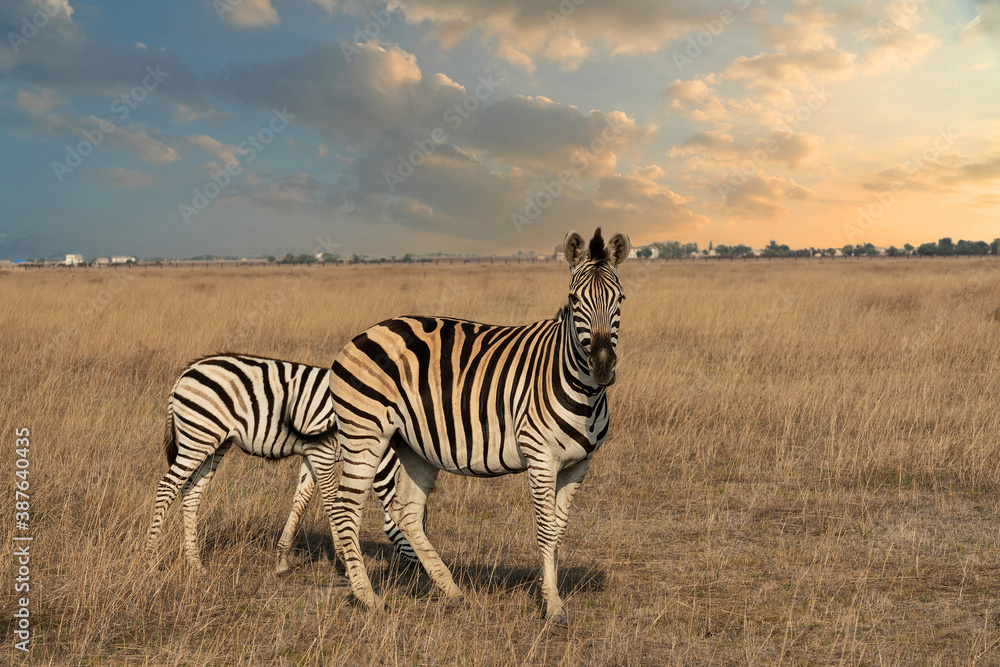 Fototapeta premium Zebra animals in Askaniya-Nova, Kherson, Ukraine