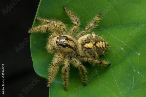 Adult female jumping spider Hyllus diardi