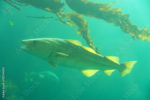 Cod fish under water and seaweed plant, Norway