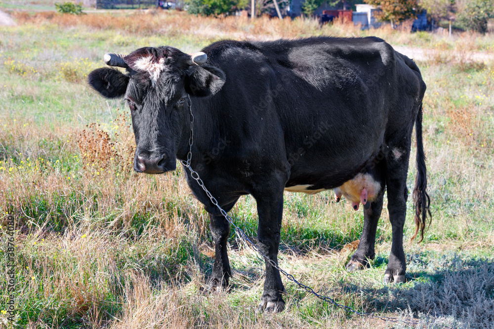 A black cow with a chain around its neck grazes on a field among thick grass. A black cow with a chain around its neck grazes on a field among thick grass.