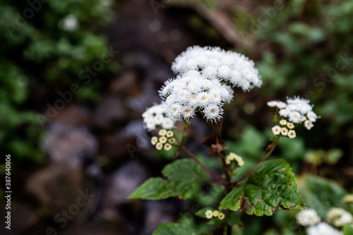 Tiny White Flowers in Jonkershoek photo