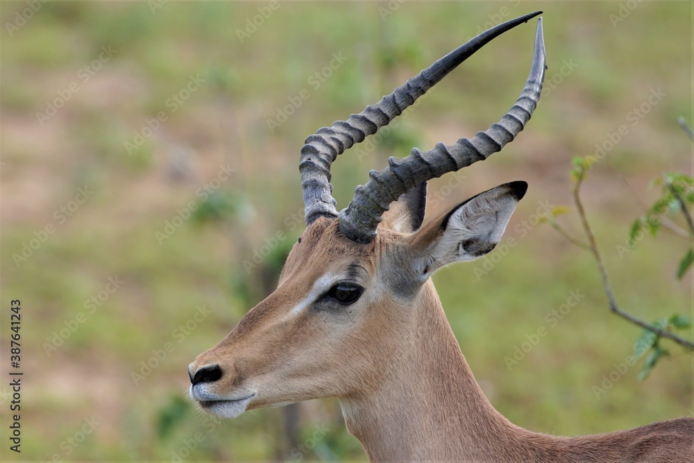 African antelope impala portrait, male impala with big horns