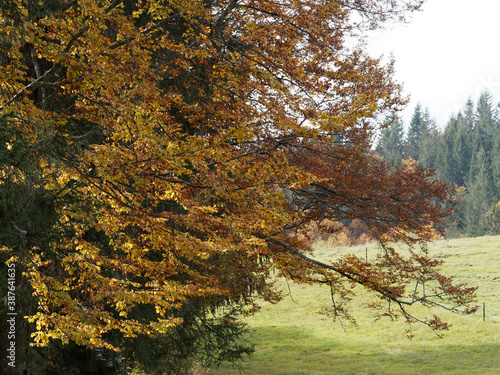  Fagus sylvatica  Hervorragendes Buchenlaub in Herbstfarben im Hochschwarzwald