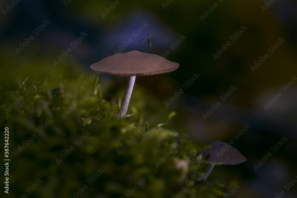 Pilze im Märchenwald Pilze im Märchenwald