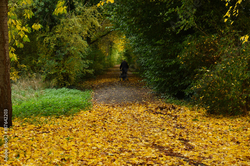 an old elderly woman with walking aids walking on a path covered with yellow autumn spring fall leaves on a gloomy day  between trees in a forest in Nienburg Germany October time