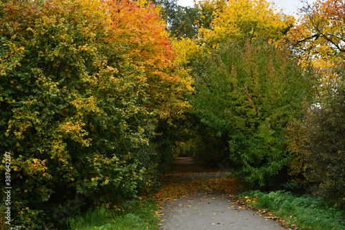 An autumn spring fall season trees covered with red yellow orange leaves on the side of a trekking walking relaxing calm path in October Germany Nienburg
