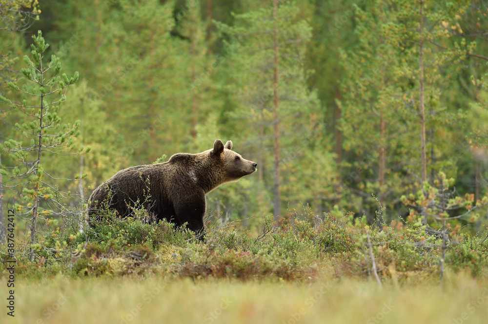 brown bear in the forest environment at summer brown bear in the forest environment at summer
