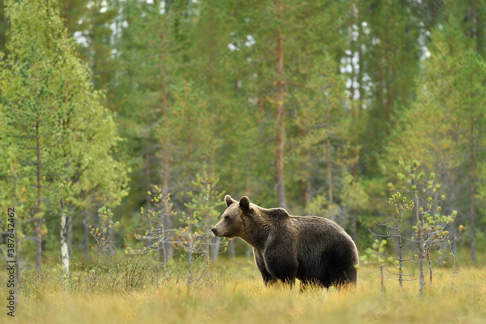 wild male brown bear with forest background wild male brown bear with forest background