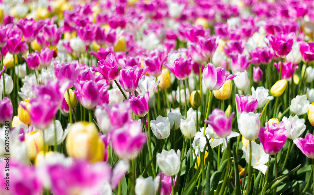 Vancouver tulips Vancouver tulips