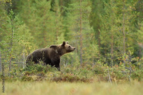 brown bear in the forest environment at summer