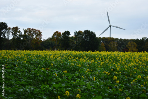 electricity windmill turbine technology for renewable energy behind field covered with yellow canola oil plant