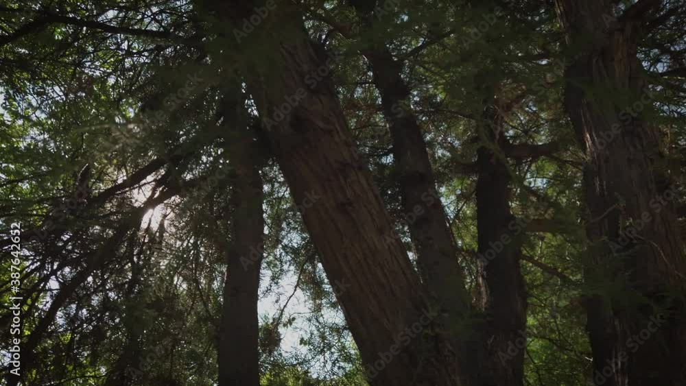 Giant cedar pine trees in dark forest. Spooky halloween follow shot Giant cedar pine trees in dark forest. Spooky halloween follow shot