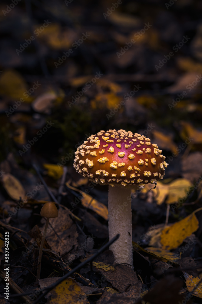 Fliegenpilze im Wald, Herbst Fliegenpilze im Wald, Herbst