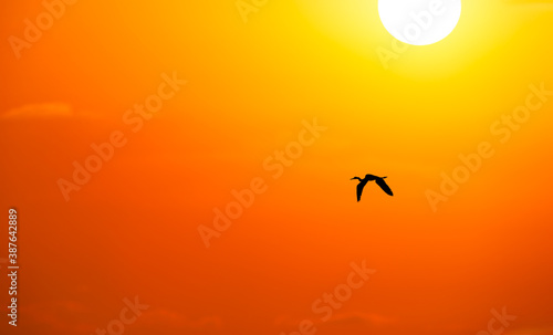Sunset Freedom Bird