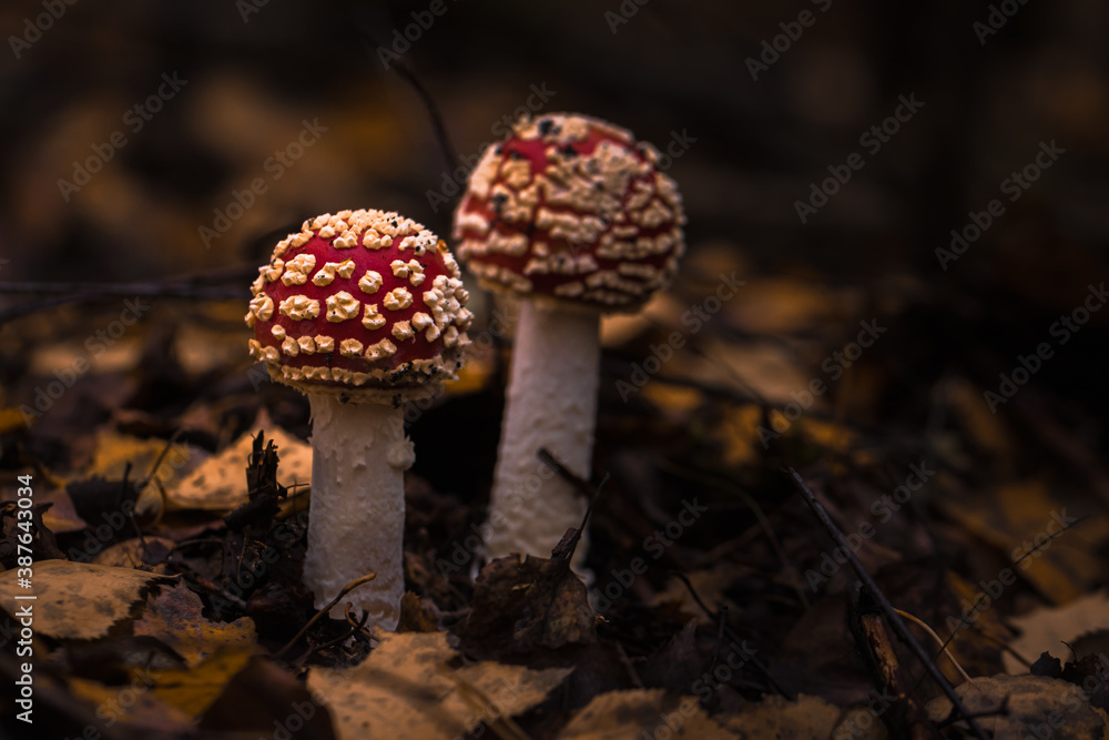 Fliegenpilze im Wald, Herbst Fliegenpilze im Wald, Herbst