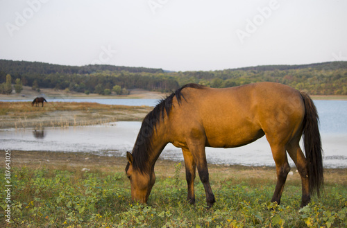 wild red horse runs without a bridle along the bank of the reservoir.