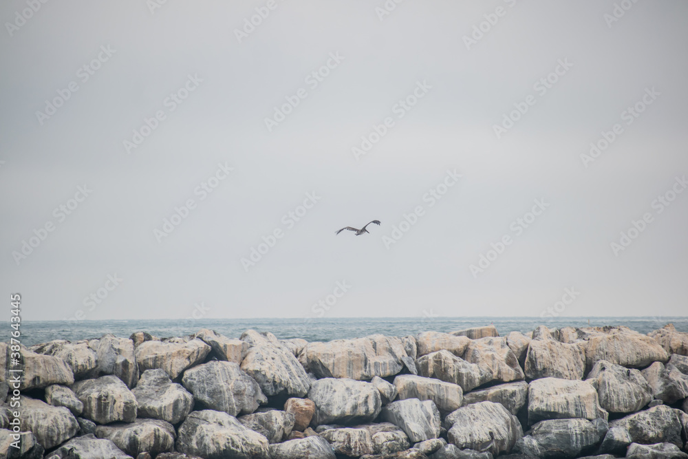 Birds skim across water at breakwater Birds skim across water at breakwater