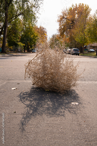 Tumbleweed blows across center of a street in the western United States