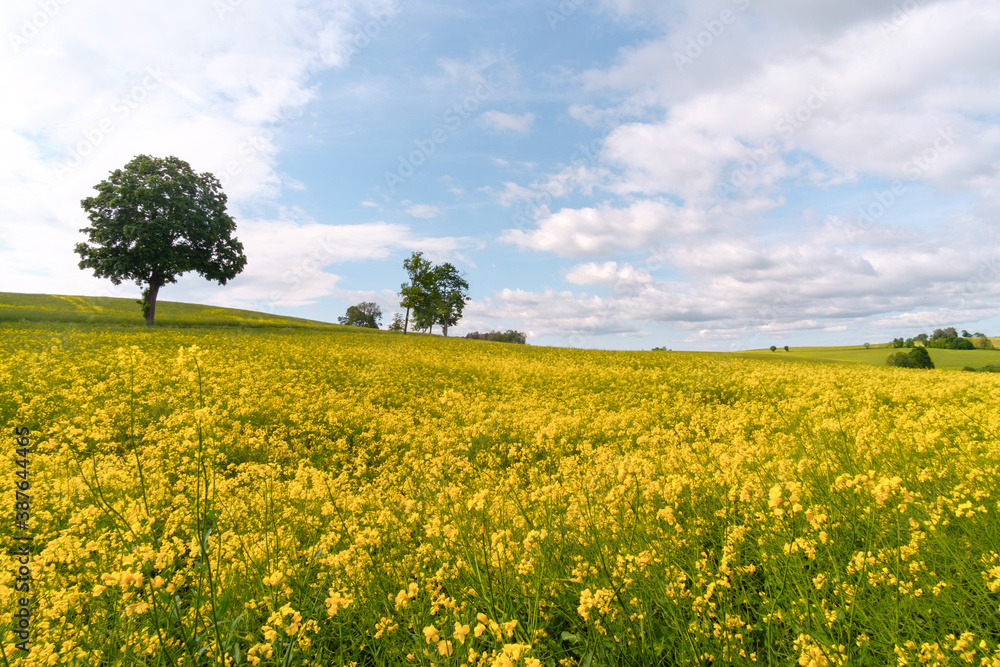 Fototapeta premium Rapsfeld im Sommer