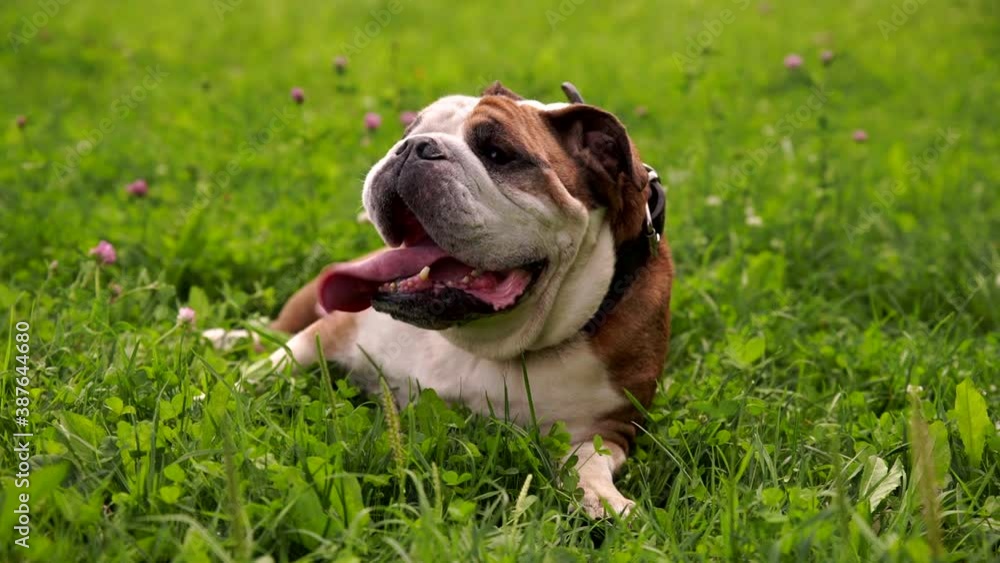 Young male English bulldog portrait lying on the grass and breathing with open mouth. Purebred happy cute dog. Domestic animal and pet concept. Funny doggy at summer park. Young male English bulldog portrait lying on the grass and breathing with open mouth. Purebred happy cute dog. Domestic animal and pet concept. Funny doggy at summer park.