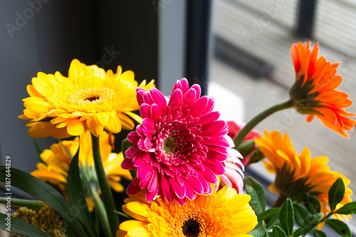 фотографія A bunch of barberton daisy colorful flowers in a vase on green background
