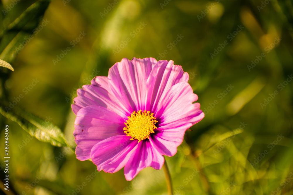 Obraz premium pink cosmos flower