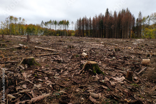 Abgeholztes Waldgebiet in Deutschland Ende Oktober 2020 in Zeiten von Klimawandel und Erderwärmung- Stockfoto