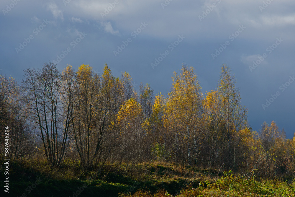 landscape - late fall, a yellow flame of bushes over the sleepy river