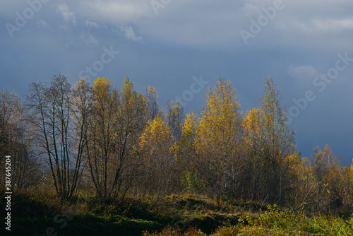 landscape - late fall, a yellow flame of bushes over the sleepy river