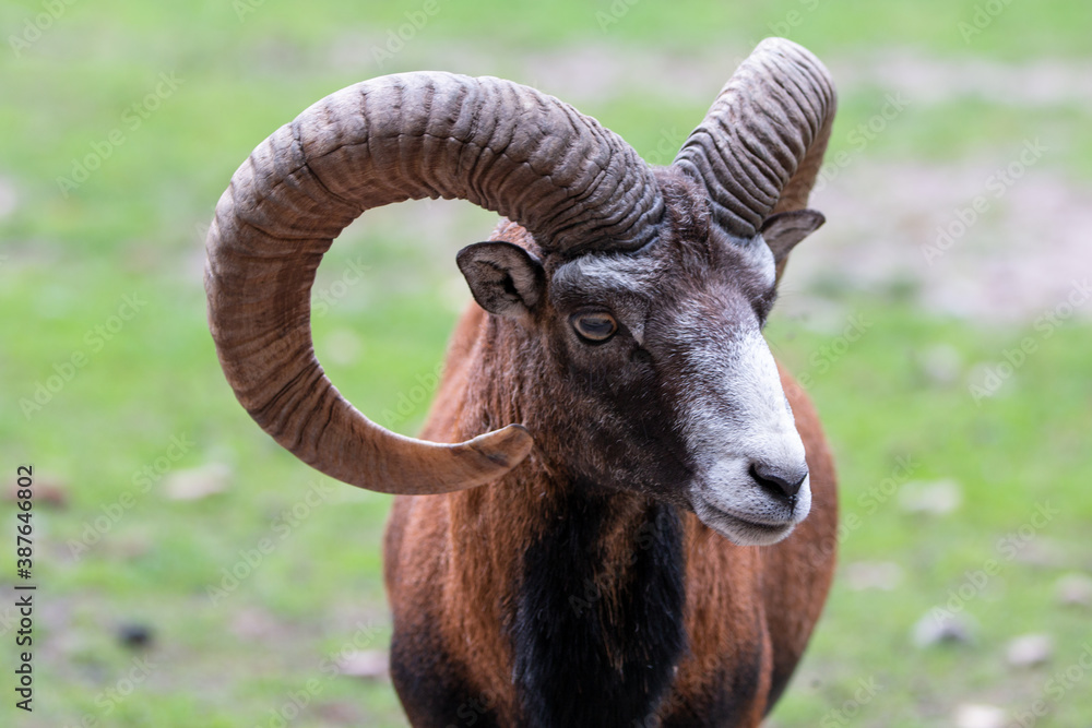 European mouflon (in german Europäischer Mufflon) Ovis gmelini musimon, Ovis orientalis musimon, Ovis aries musimon European mouflon (in german Europäischer Mufflon) Ovis gmelini musimon, Ovis orientalis musimon, Ovis aries musimon