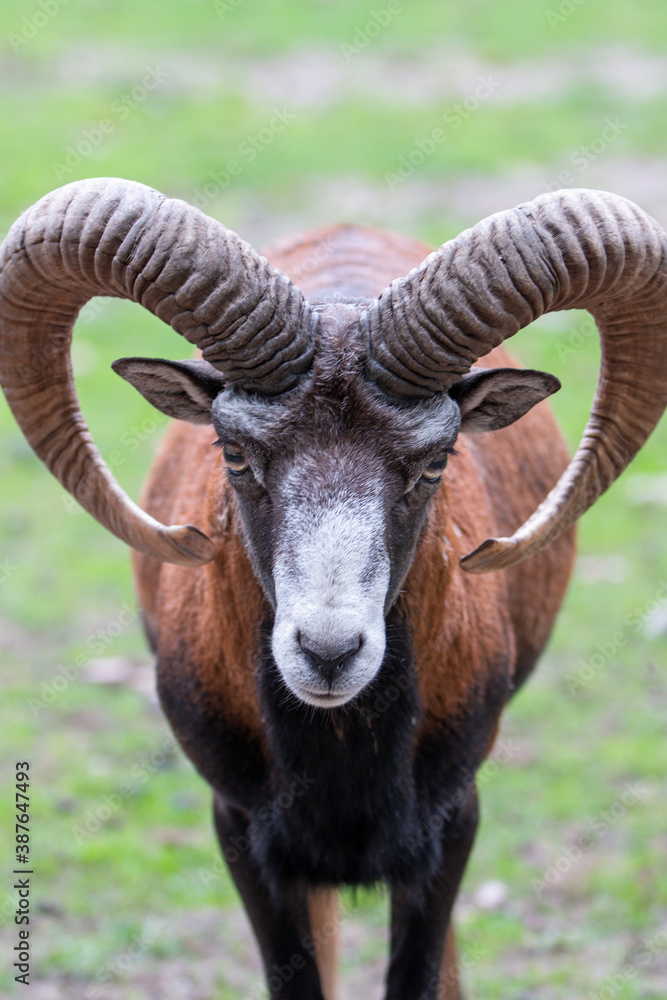 European mouflon (in german Europäischer Mufflon) Ovis gmelini musimon, Ovis orientalis musimon, Ovis aries musimon European mouflon (in german Europäischer Mufflon) Ovis gmelini musimon, Ovis orientalis musimon, Ovis aries musimon