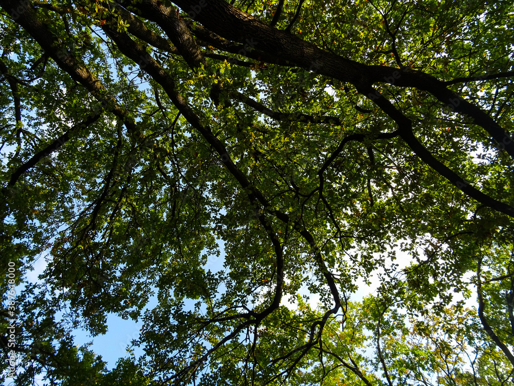 alberi alberi