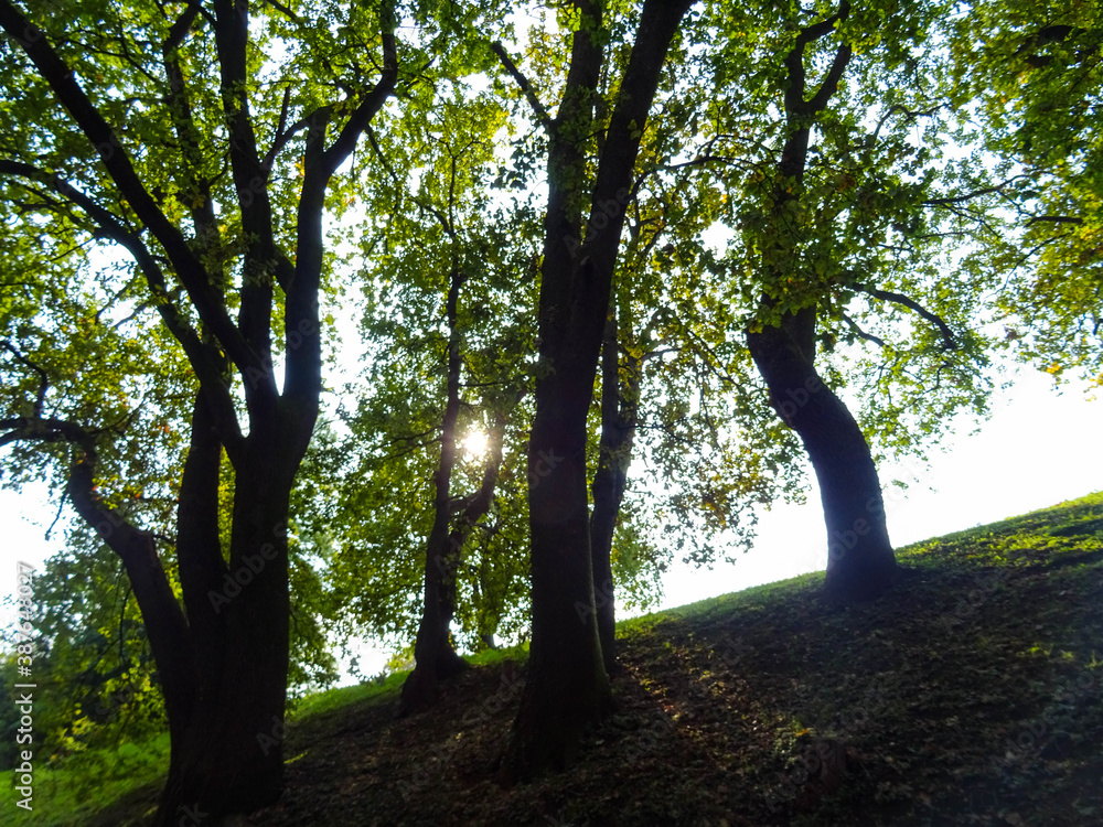 Fototapeta premium bosco