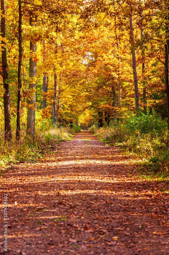 Sunny autumn path in the forest