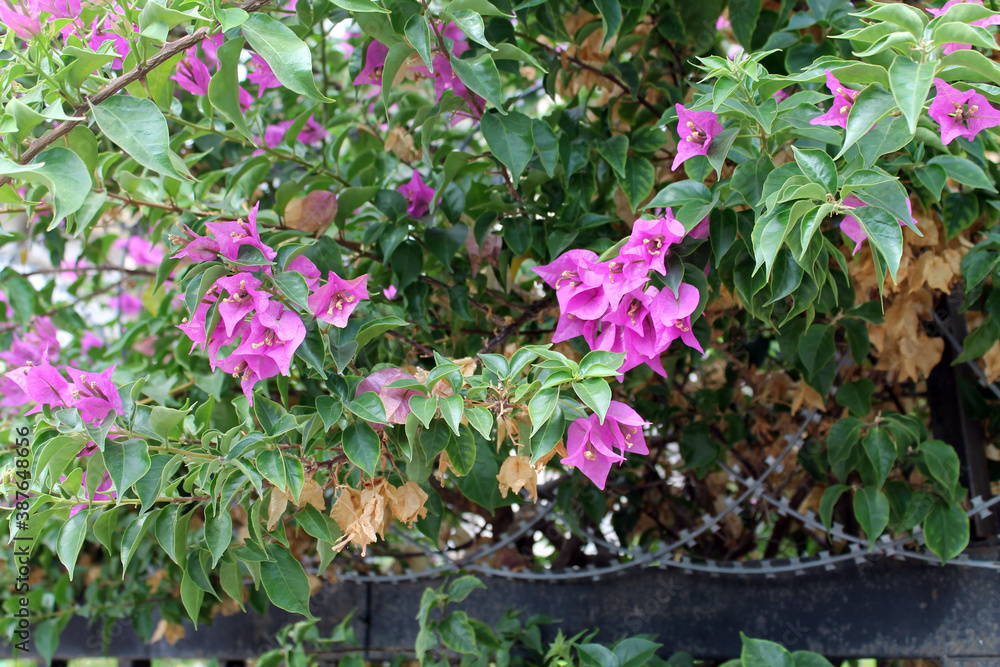 Fototapeta premium Pink bougainvillea flowers on a background of twisted barbed wire. The concept of combining a beautiful plant and protecting the territory from intrusion
