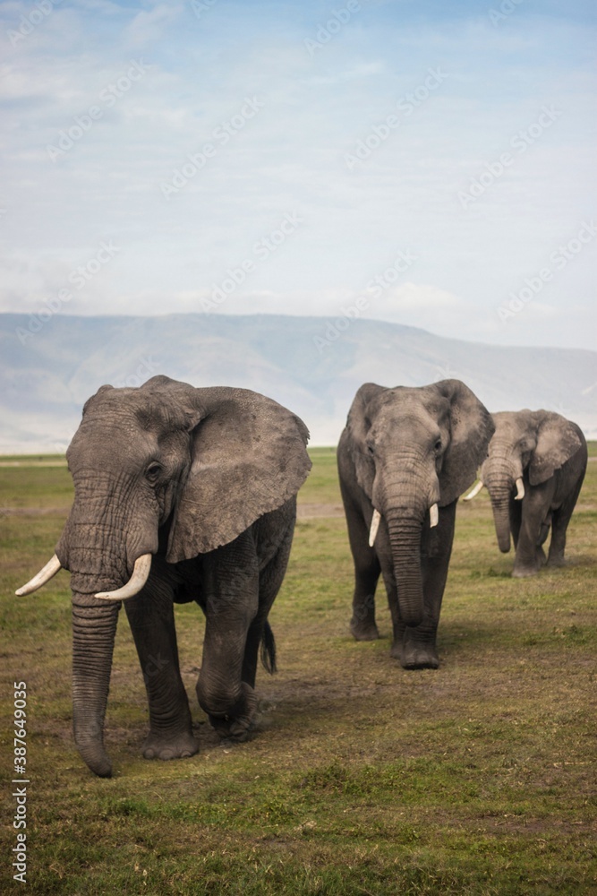 elephant walking freely in forest.