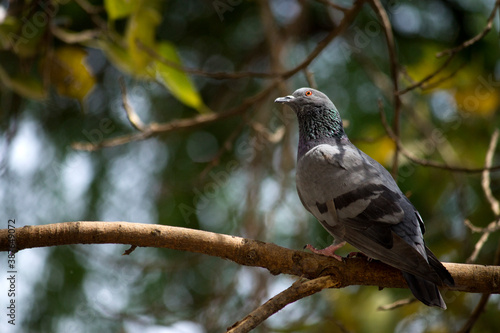 Indian pigeon resting on tree branches.